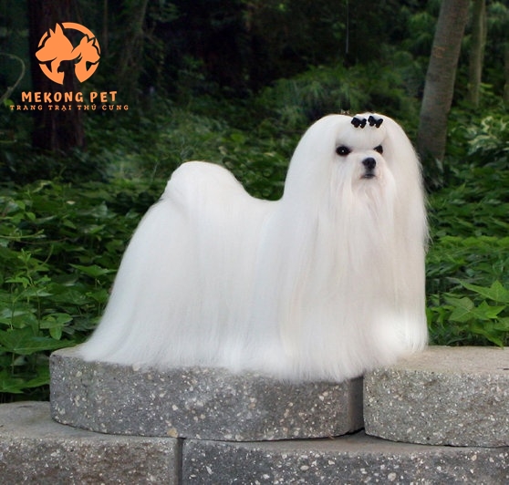 Bán Chó Maltese đẹp giá tốt tại TpHCM